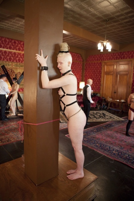 Maestro Stefanos top pornstar photos